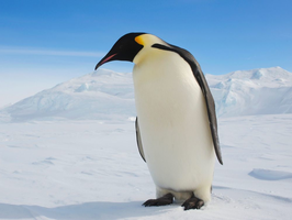 Thrilled Penguin Catalogue