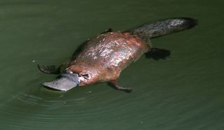 Secret Platypus Fund