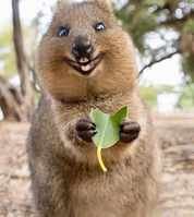 Happy Quokka Swimming Lessons