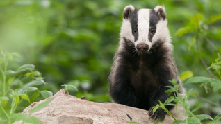 Rad Badger Nursery